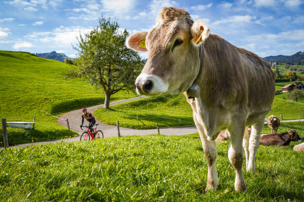 One male cyclist riding past a cow