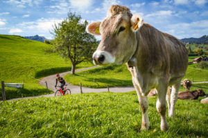 One male cyclist riding past a cow